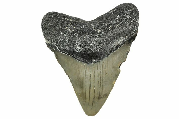 Serrated, Juvenile Megalodon Tooth - North Carolina #345684